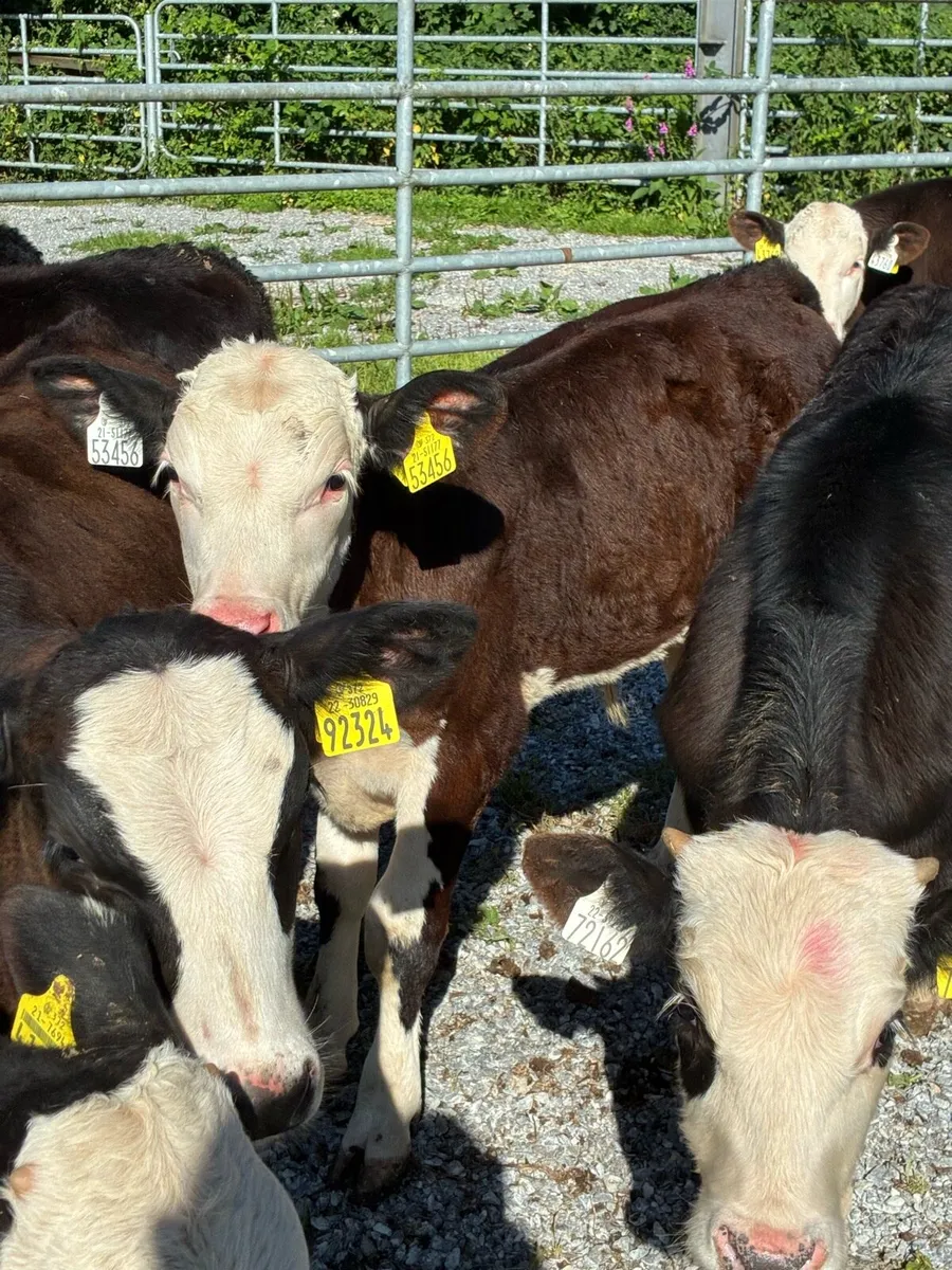SUPER QUALITY REARED HEX/AA BULL RUNNERS/WEANLINGS - Image 4
