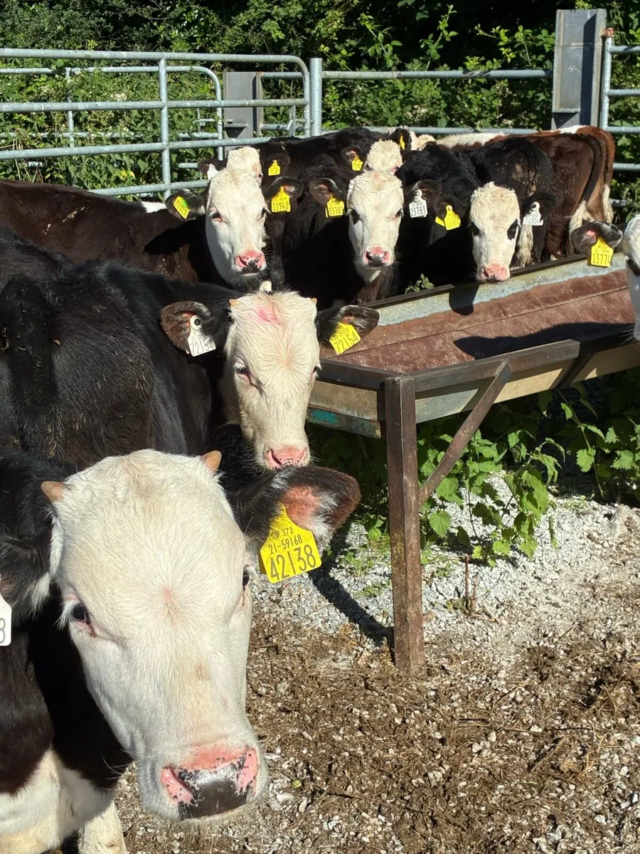 SUPER QUALITY REARED HEX/AA BULL RUNNERS/WEANLINGS - Image 2