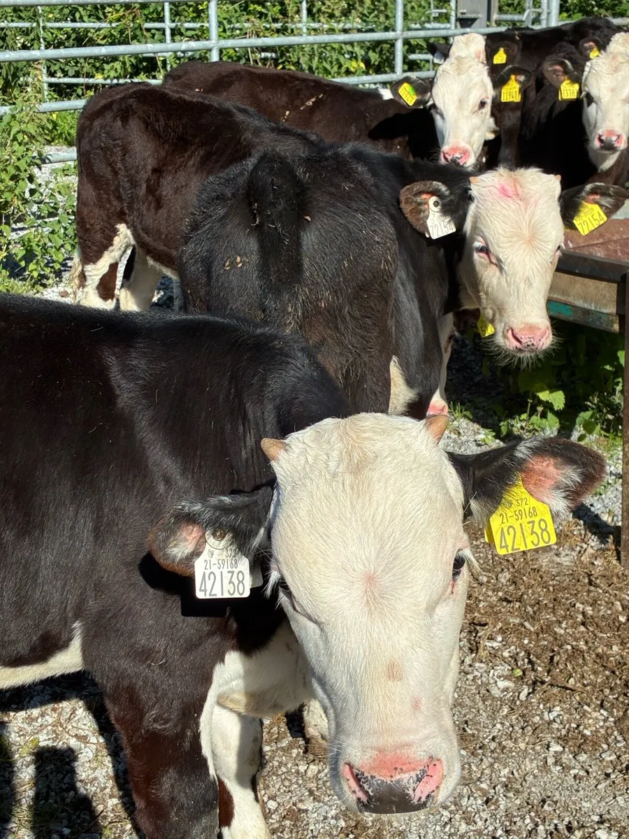 SUPER QUALITY REARED HEX/AA BULL RUNNERS/WEANLINGS - Image 3