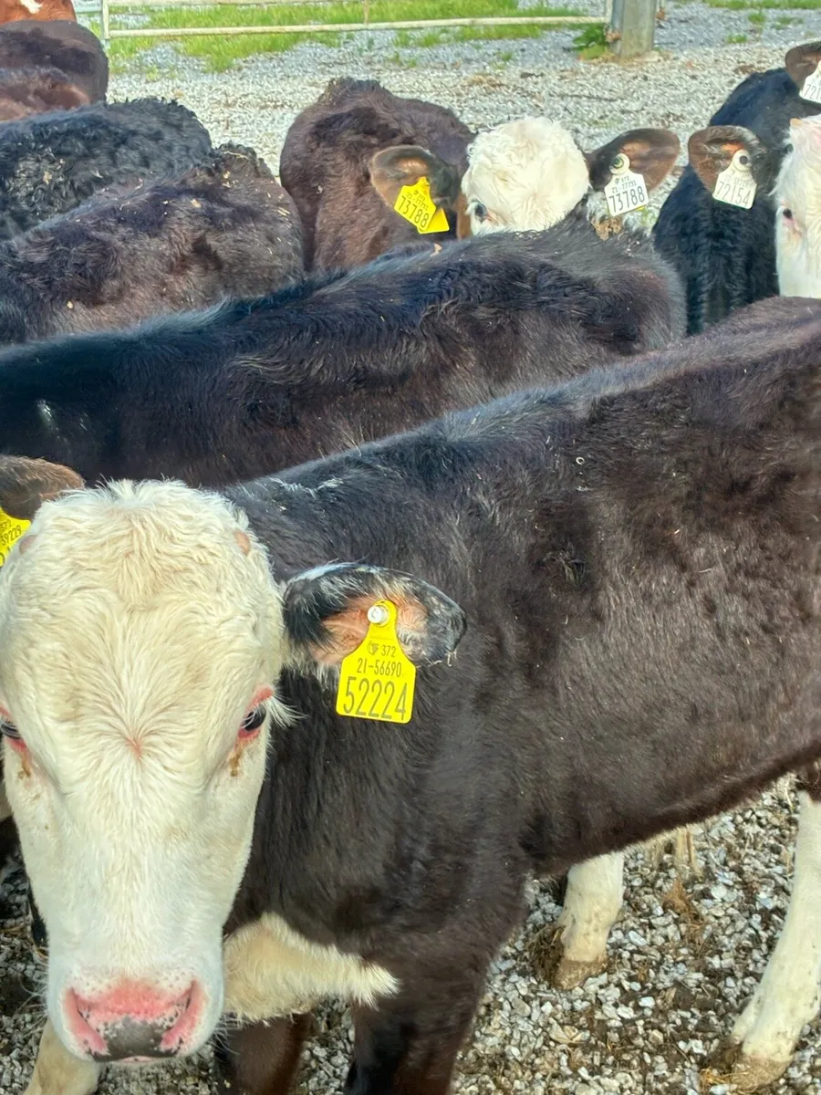 SUPER QUALITY REARED HEX/AA BULL RUNNERS/WEANLINGS - Image 1