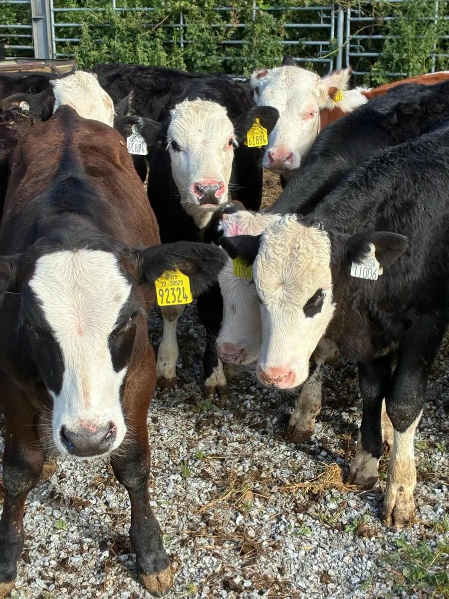 SUPER QUALITY REARED HEX/AA BULL RUNNERS/WEANLINGS - Image 1