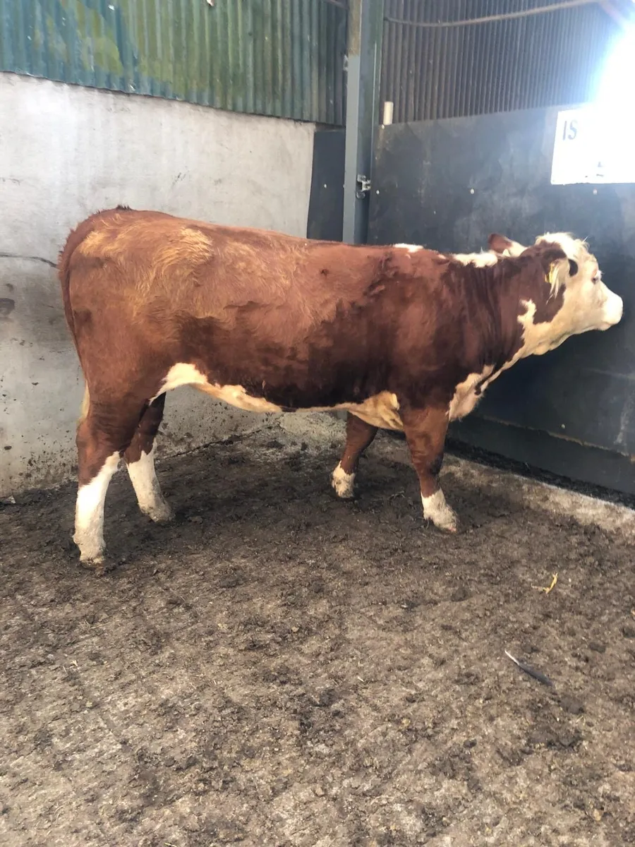 2 year old pure breed Hereford heifer - Image 2