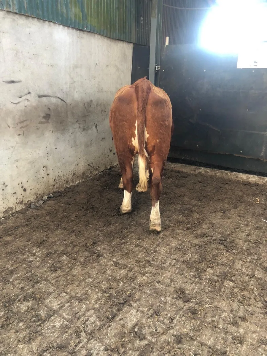 2 year old pure breed Hereford heifer - Image 3