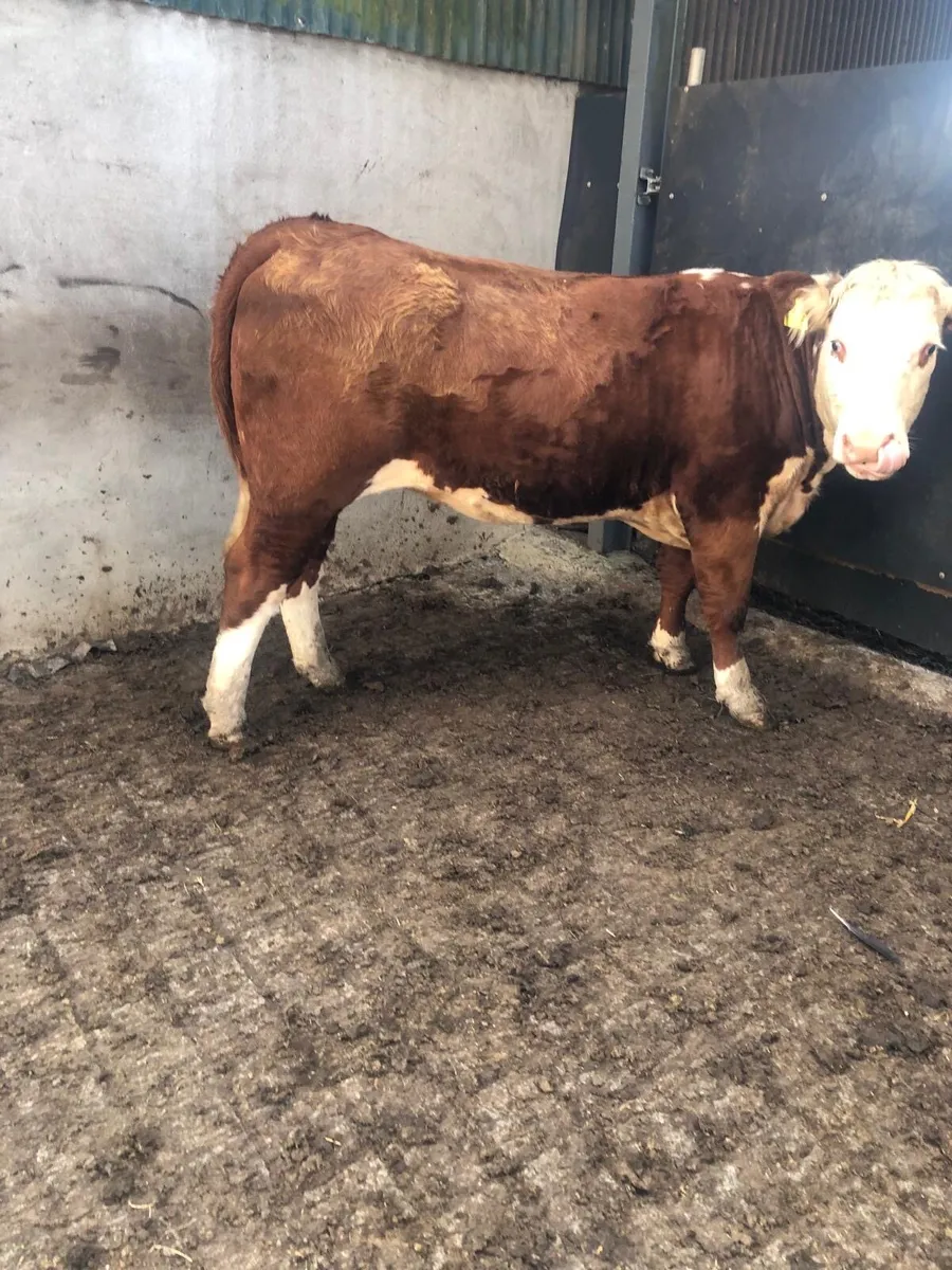 2 year old pure breed Hereford heifer - Image 1
