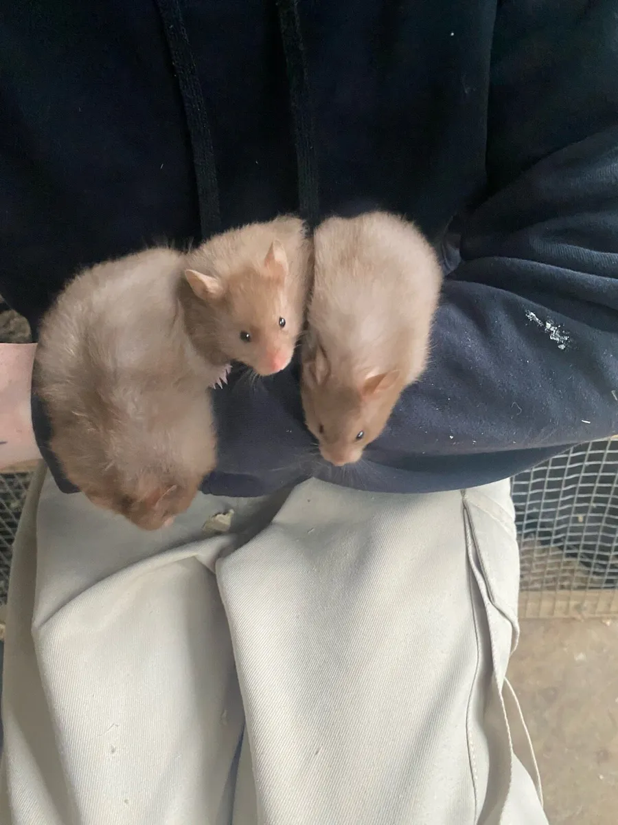 Dwarf and serian hamsters - Image 2