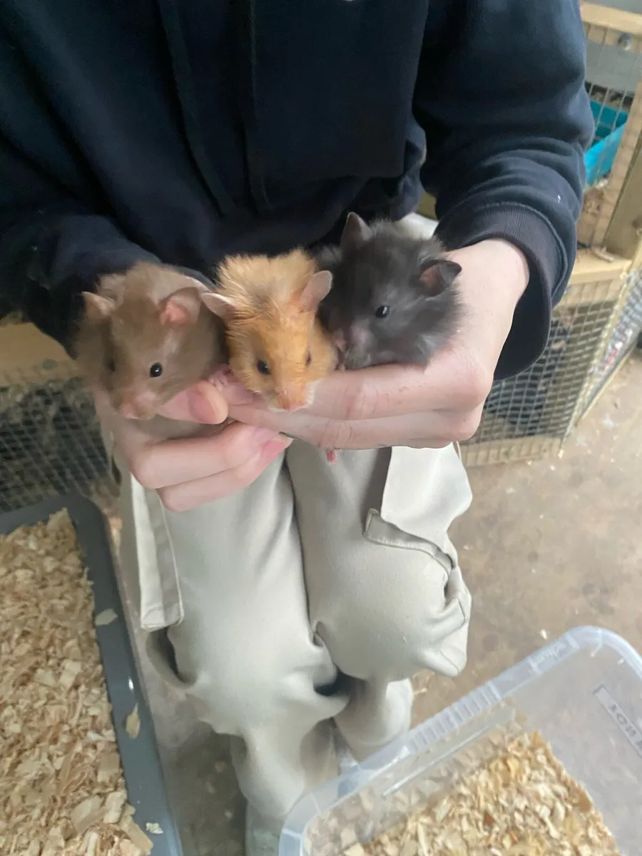 Dwarf and serian hamsters - Image 1