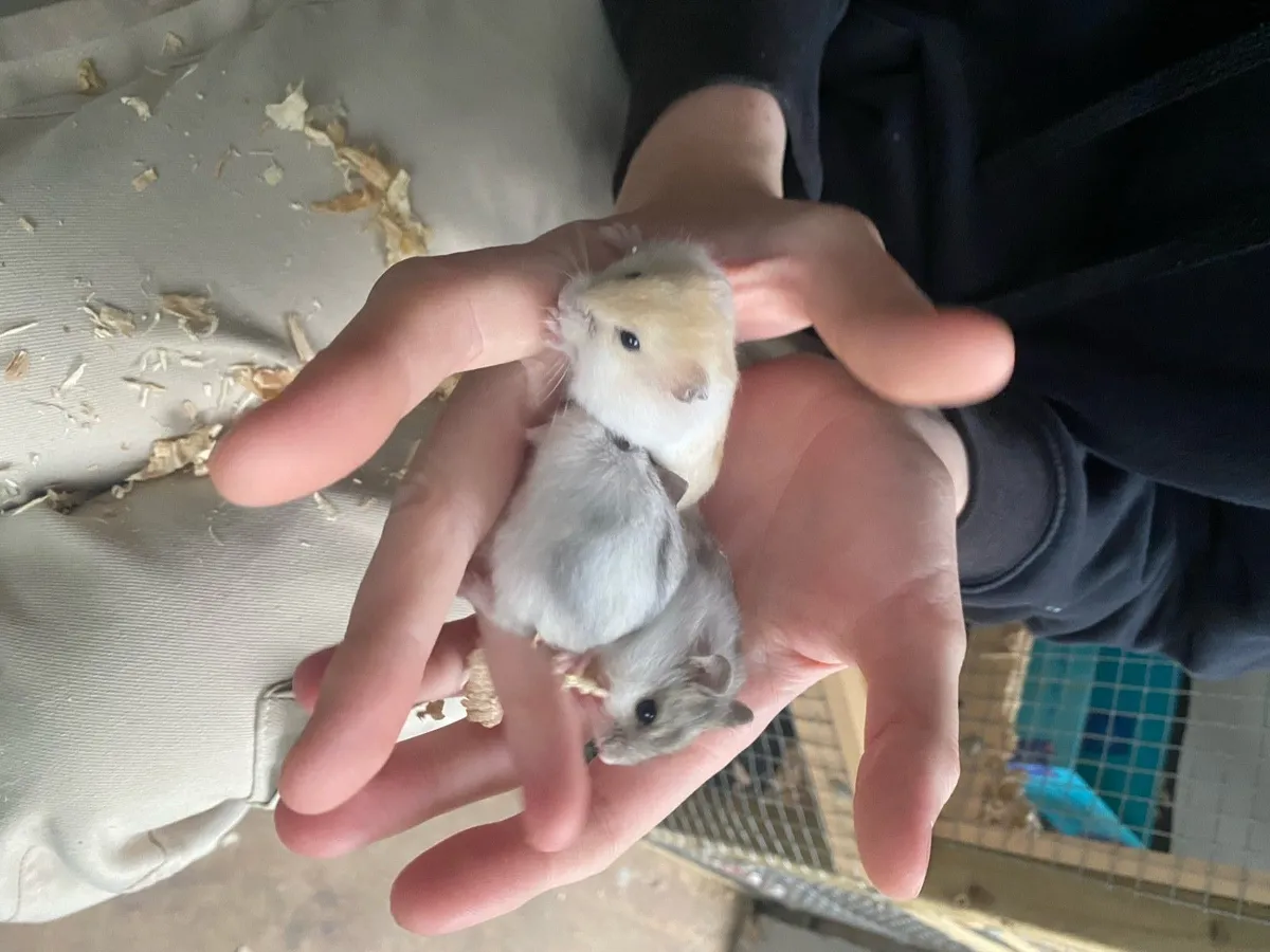 Dwarf and serian hamsters - Image 3