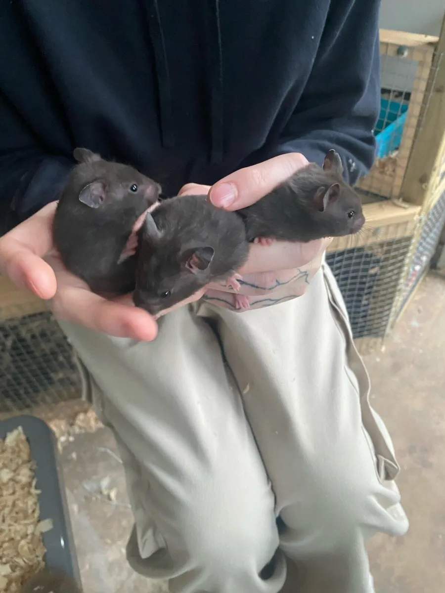 Dwarf and serian hamsters - Image 4