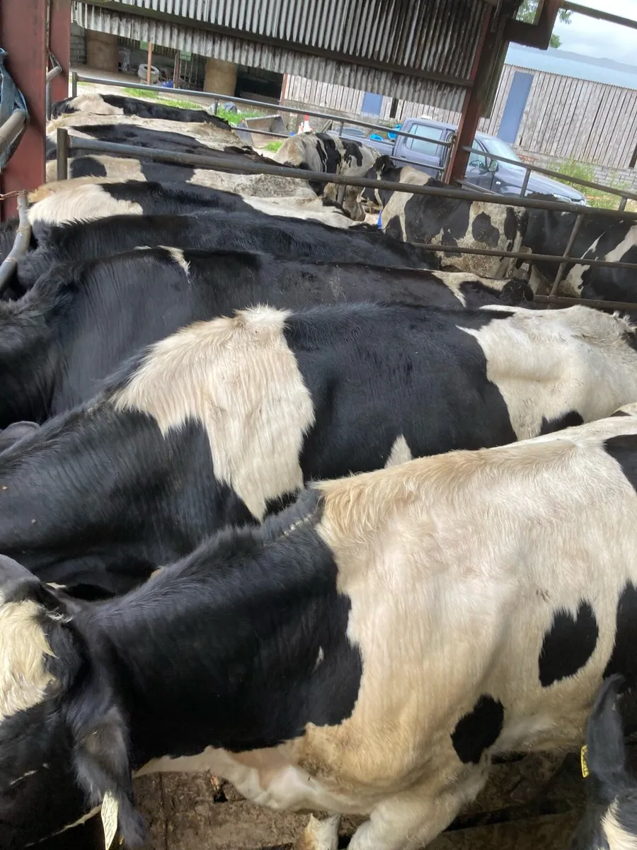 Bullocks - Image 3