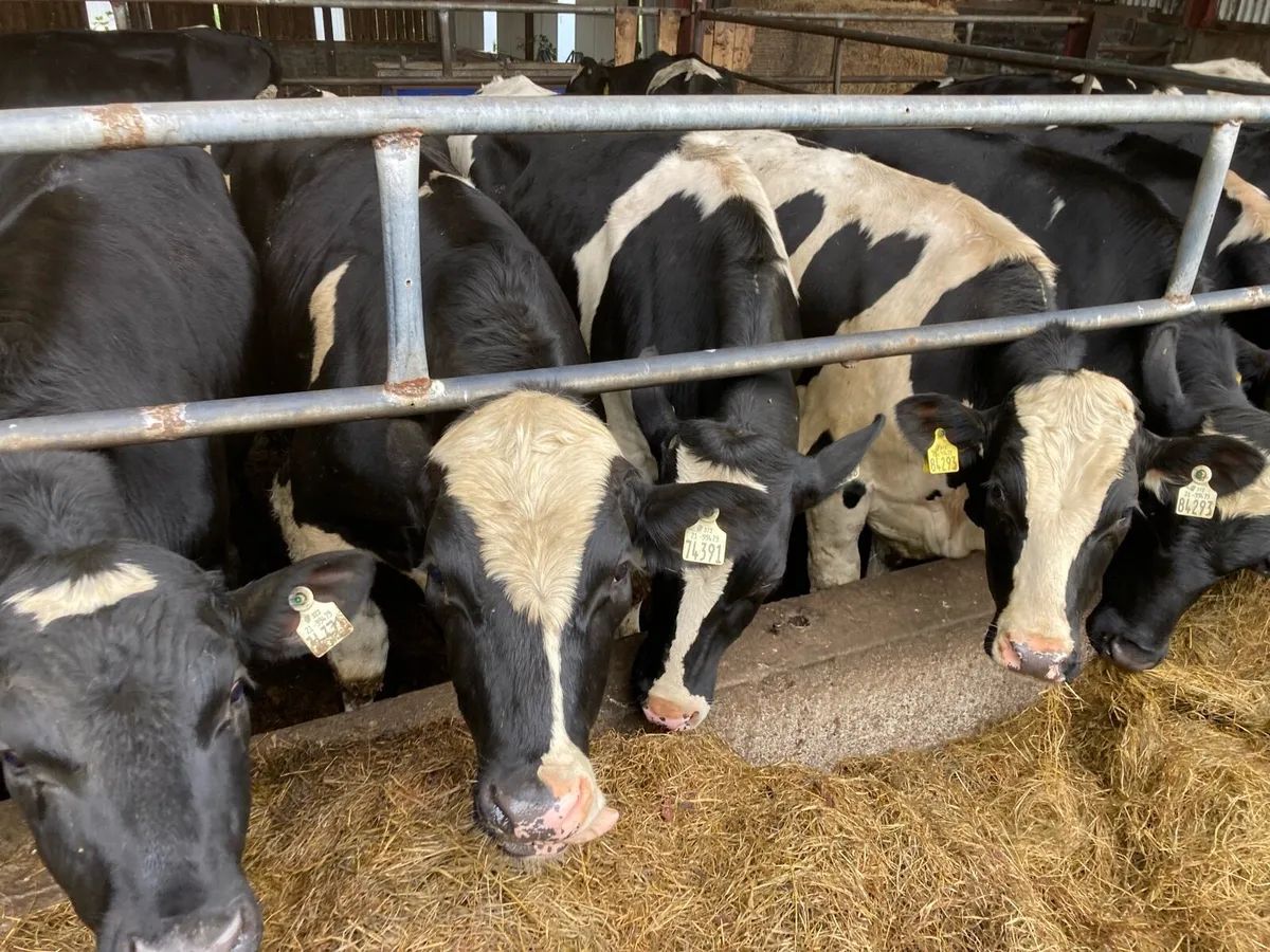 Bullocks - Image 4