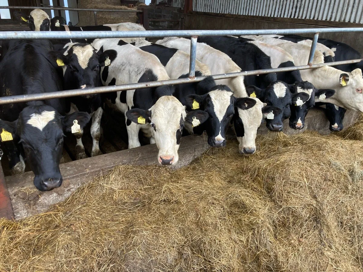 Bullocks - Image 1