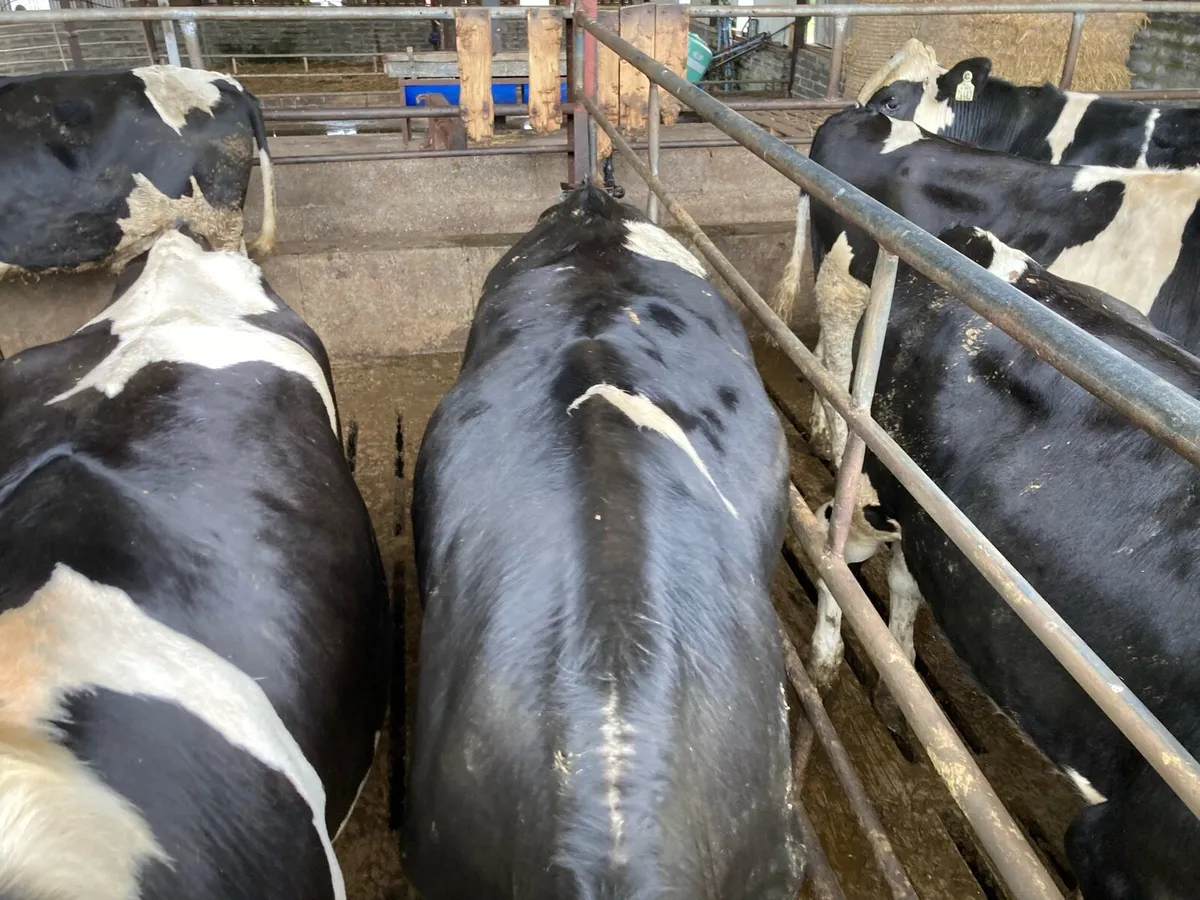 Bullocks - Image 2