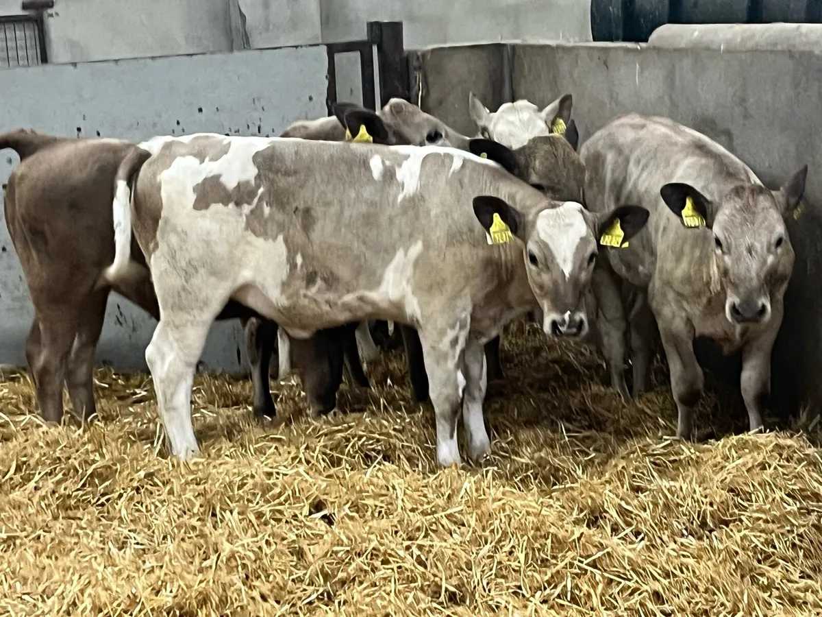 Super Charolais Grass Heifer Runners - Image 1