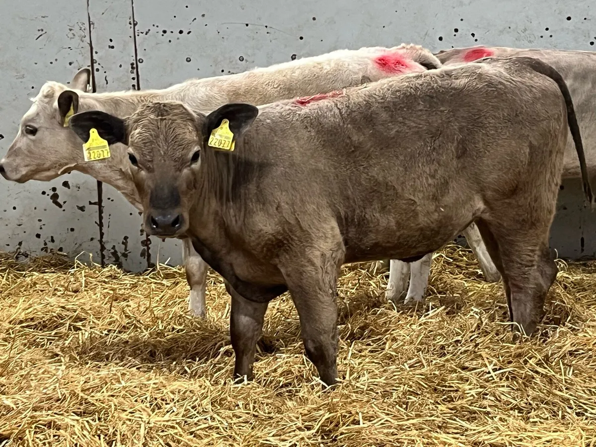 Super Charolais Grass Heifer Runners - Image 2
