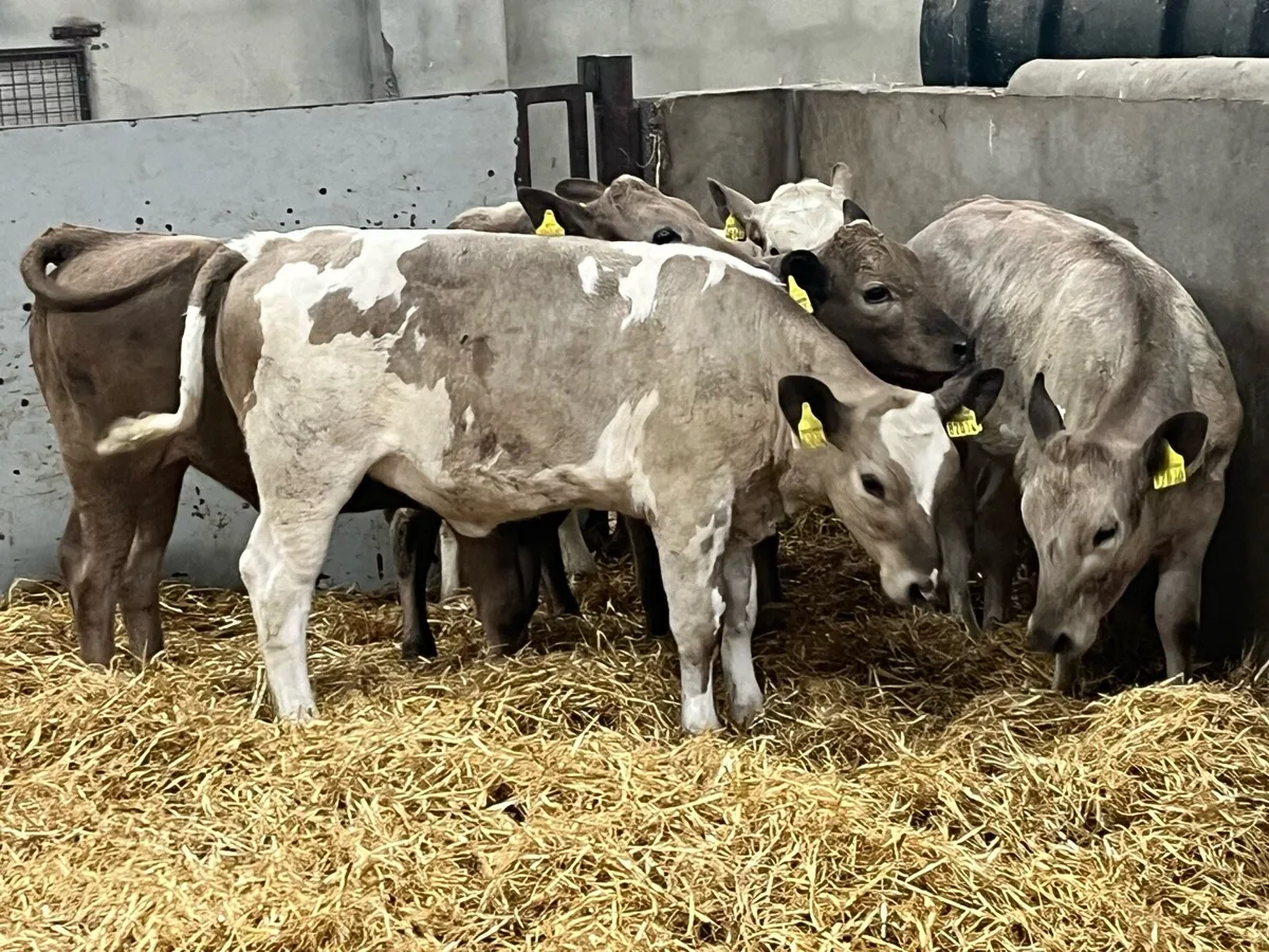 Super Charolais Grass Heifer Runners - Image 3