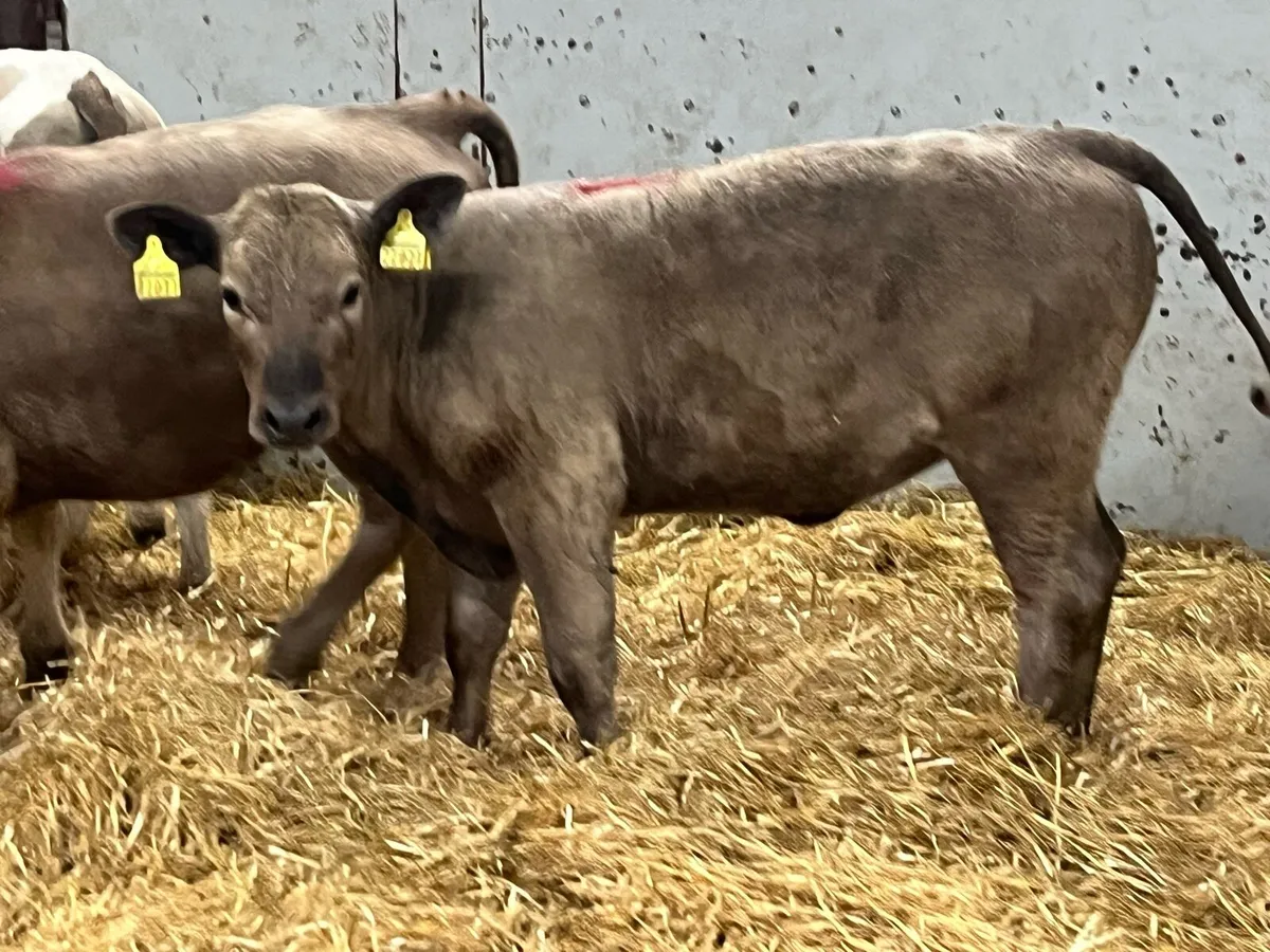 Super Charolais Grass Heifer Runners - Image 4