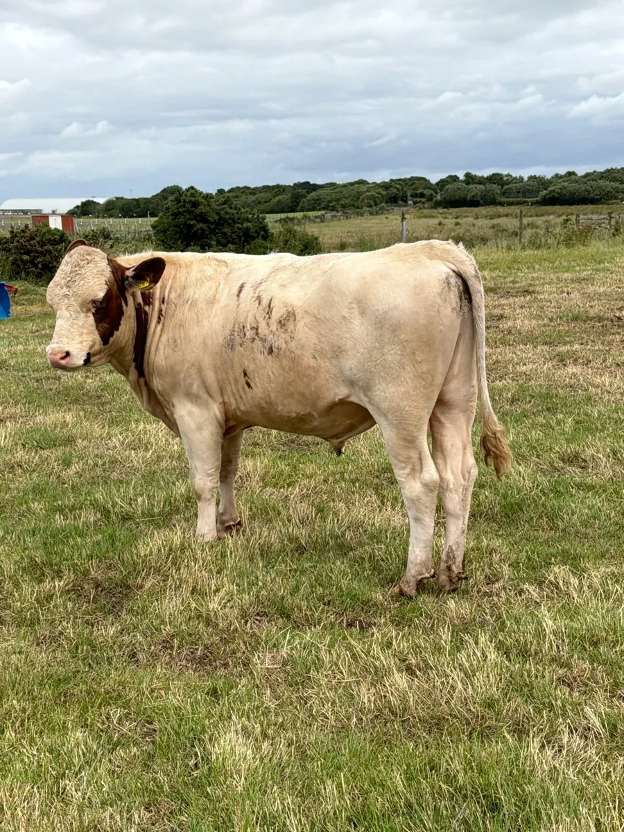 Dairy Shorthorn Bulls - Image 4