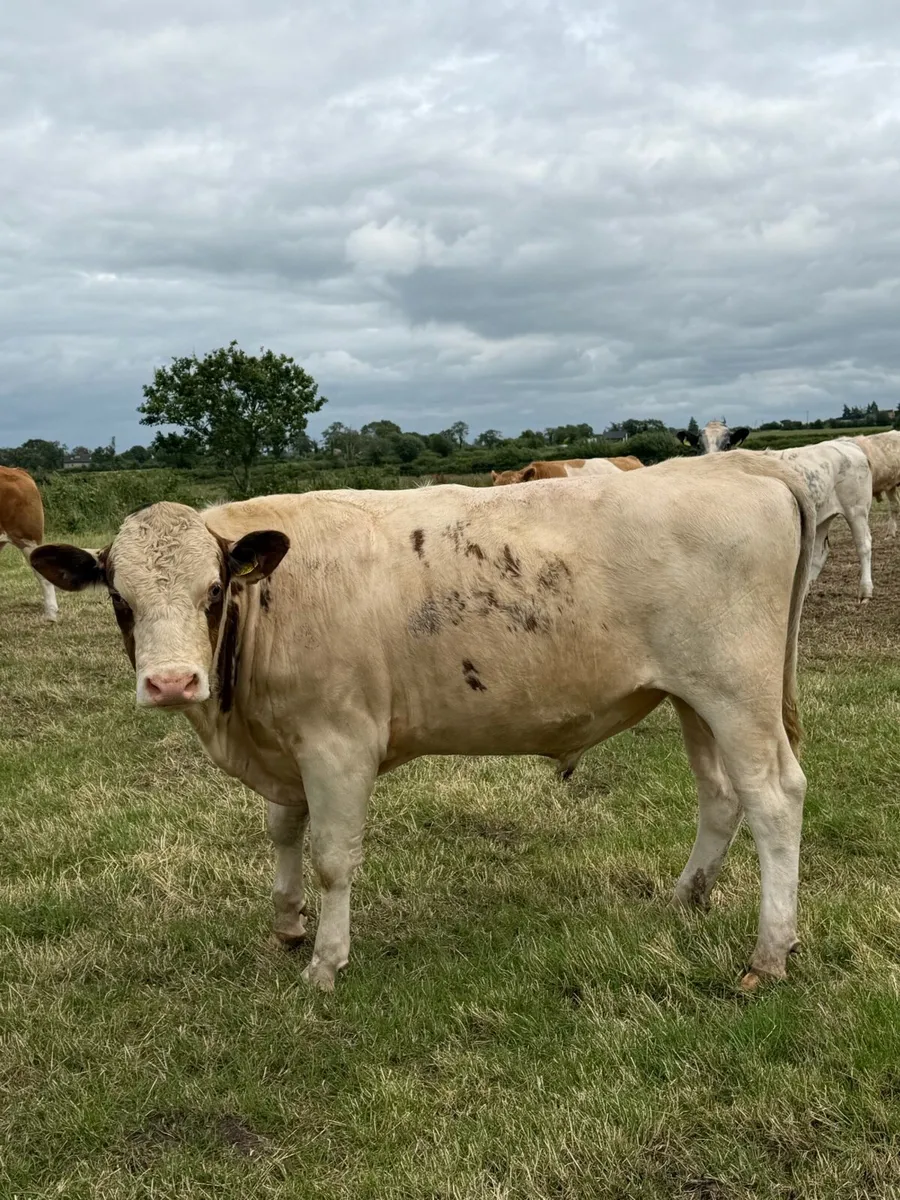 Dairy Shorthorn Bulls - Image 1