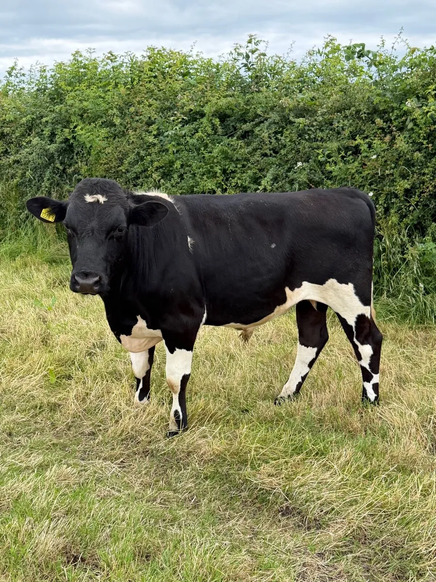Dairy Shorthorn Bulls - Image 2