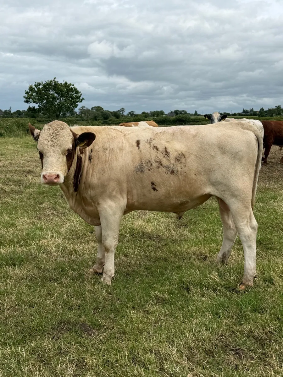 Dairy Shorthorn Bulls - Image 3