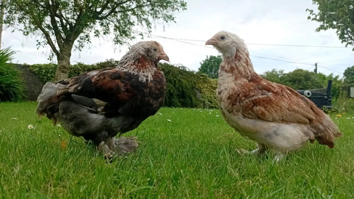 Chicks ,hens, purebred hatching eggs, and kittens - Image 1