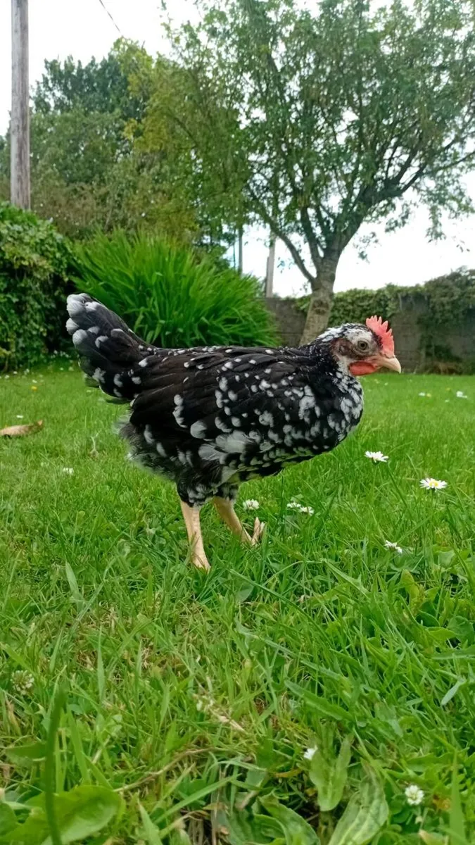 Chicks ,hens, purebred hatching eggs, and kittens - Image 2