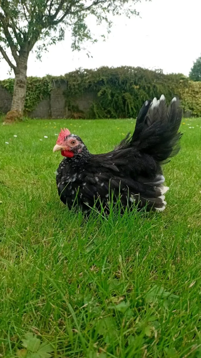 Chicks ,hens, purebred hatching eggs, and kittens - Image 3