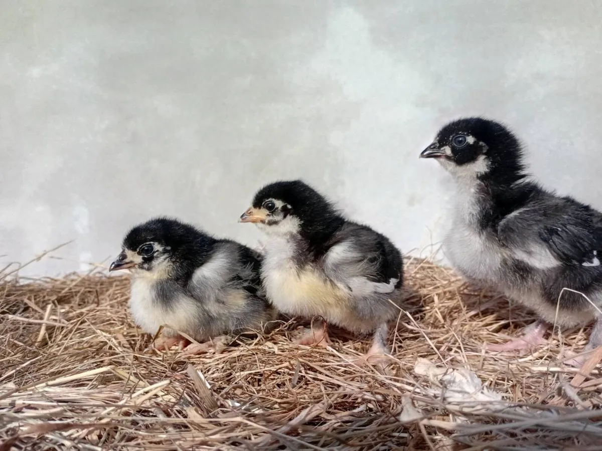 Chicks ,hens, purebred hatching eggs, and kittens - Image 4
