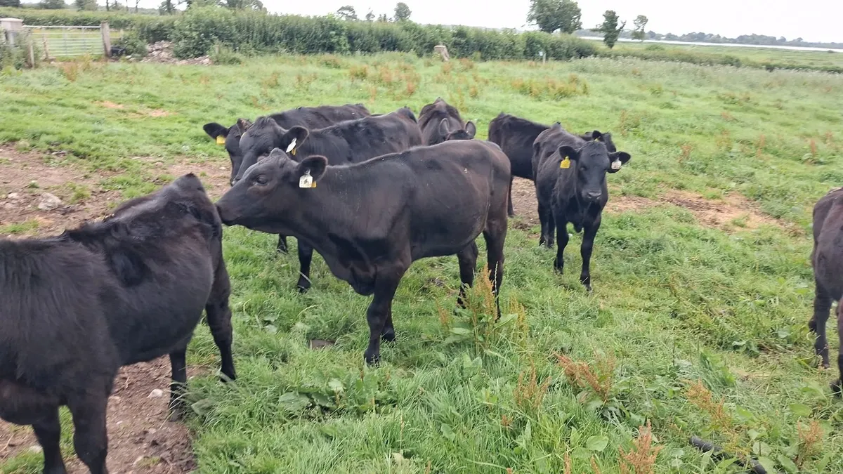 Full Symbol Organic Angus Calves & Weanlings - Image 1