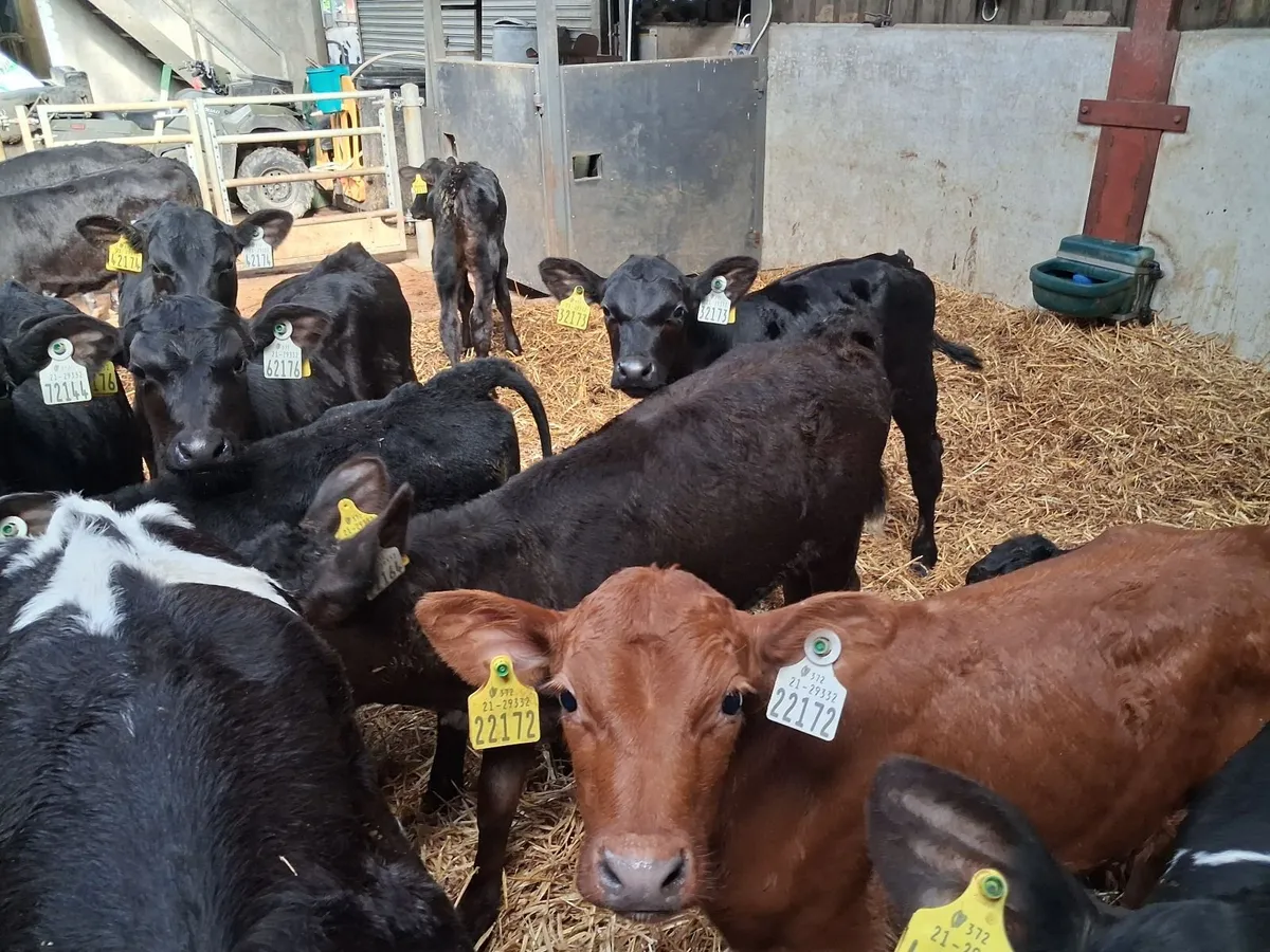 Full Symbol Organic Angus Calves & Weanlings - Image 2