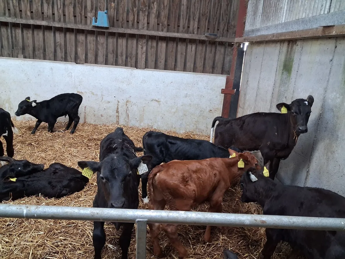 Full Symbol Organic Angus Calves & Weanlings - Image 3