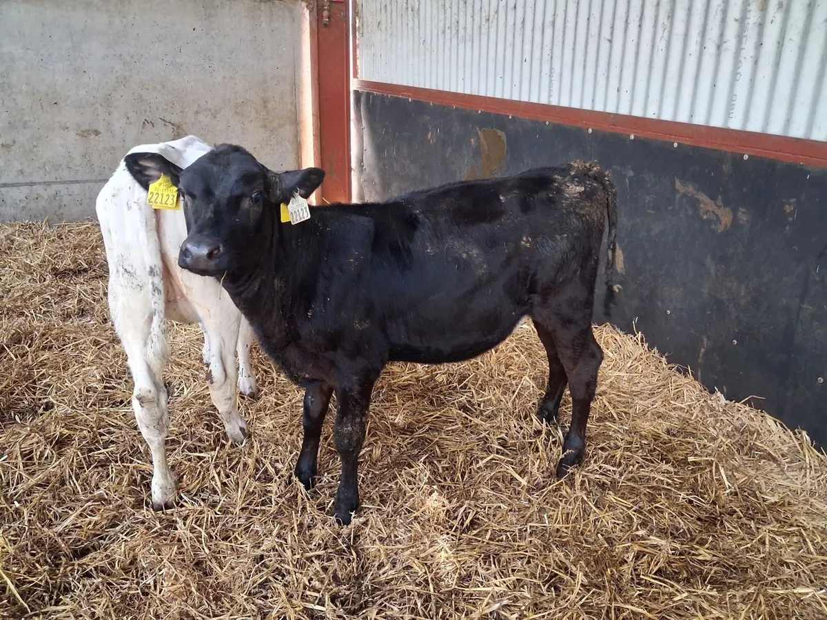Full Symbol Organic Angus Calves & Weanlings - Image 4