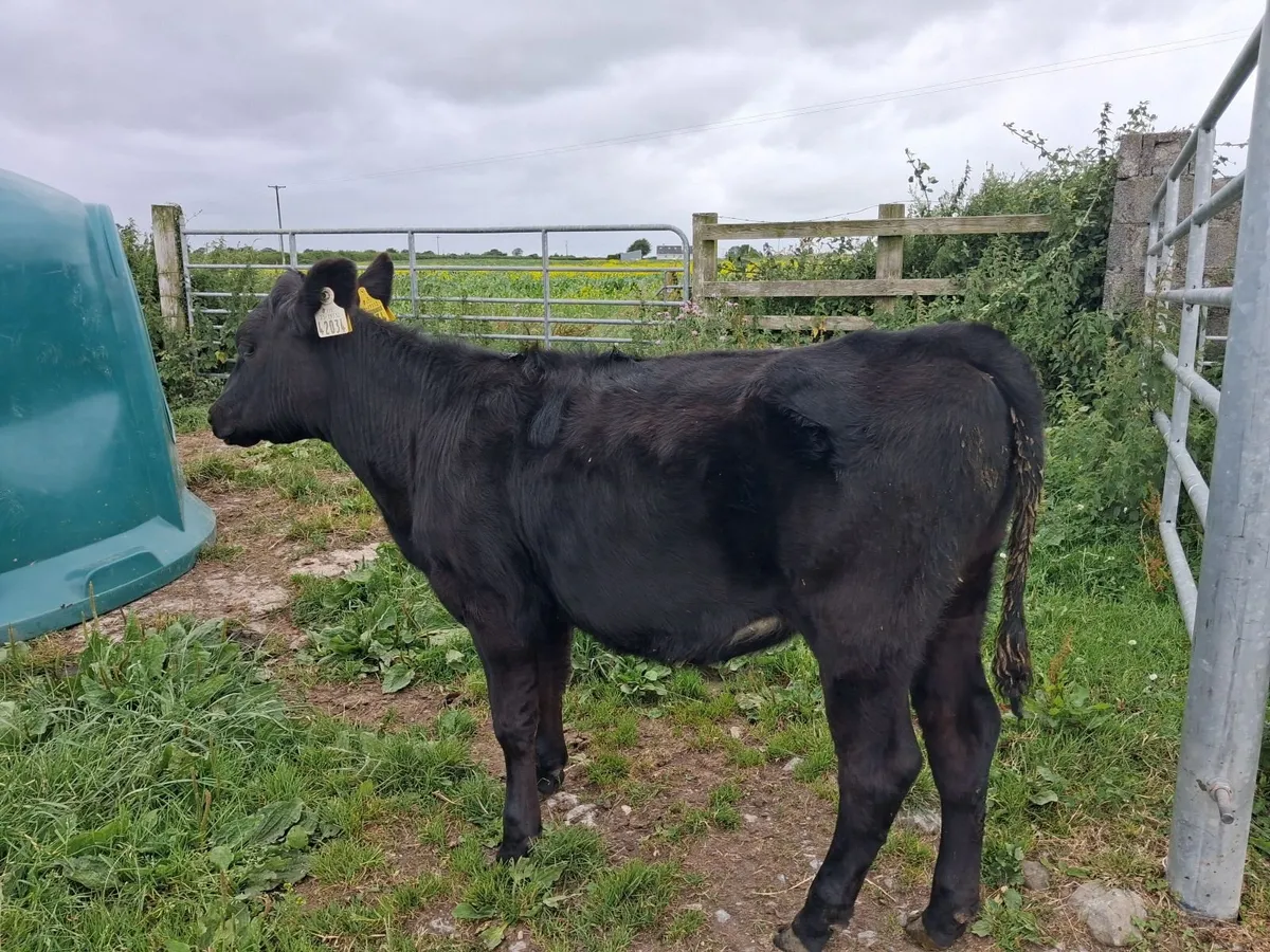 Organic Angus Calves & Weanlings Full Symbol - Image 3