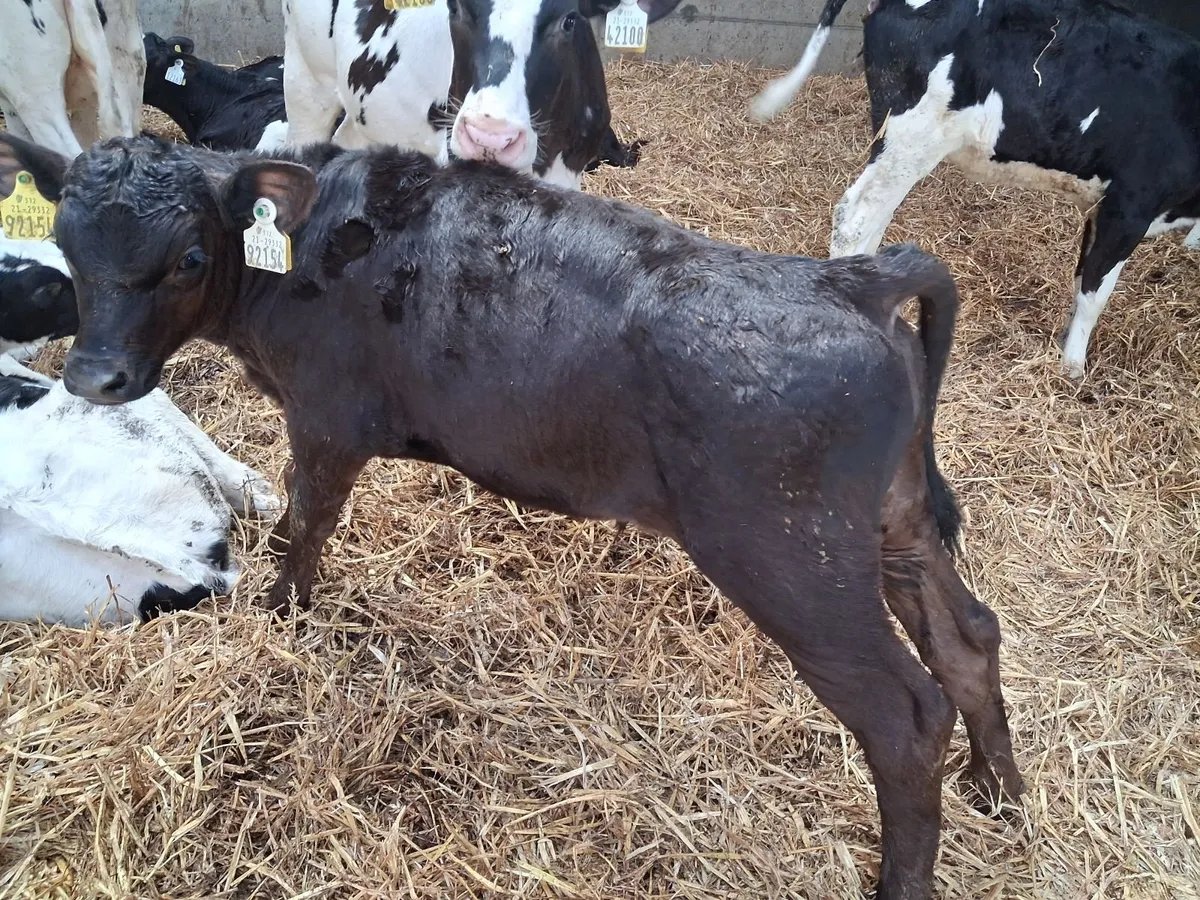 Organic Angus Calves & Weanlings Full Symbol - Image 4