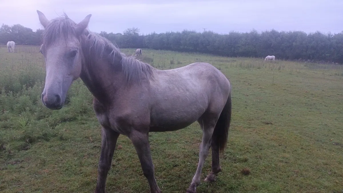 Connemara pure bread colt yearlings - Image 1