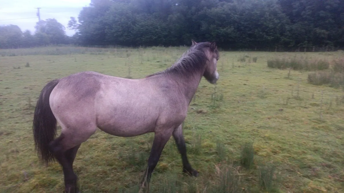 Connemara pure bread colt yearlings - Image 4