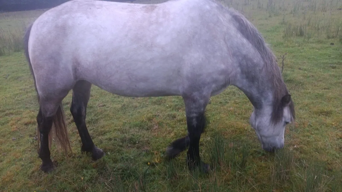 Connemara pure bread colt yearlings - Image 2