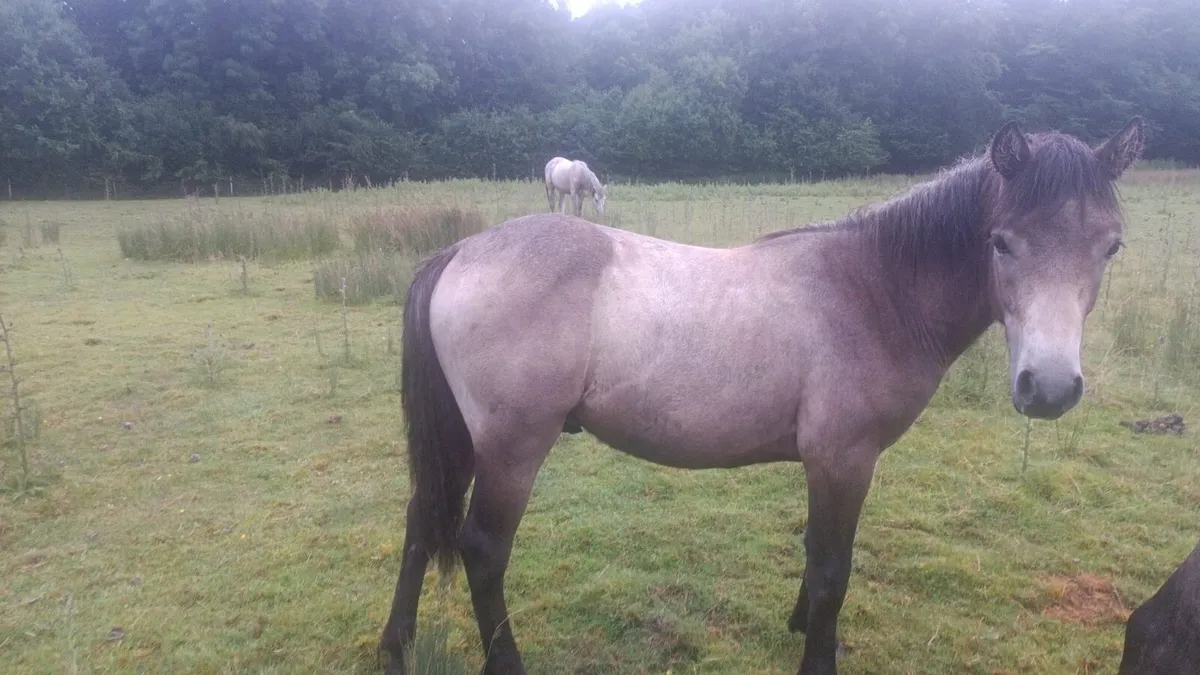 Connemara pure bread colt yearlings - Image 3
