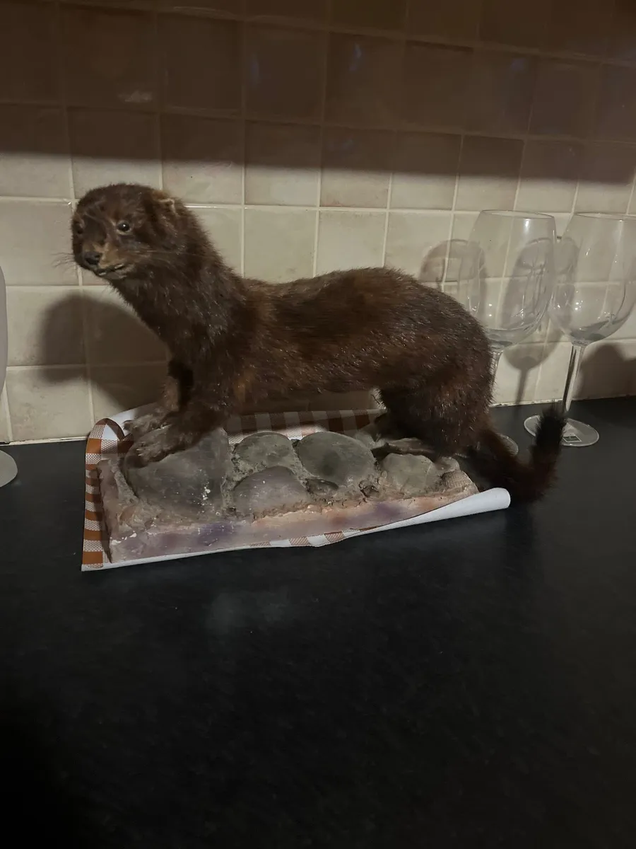 Stuffed american mink - Image 1