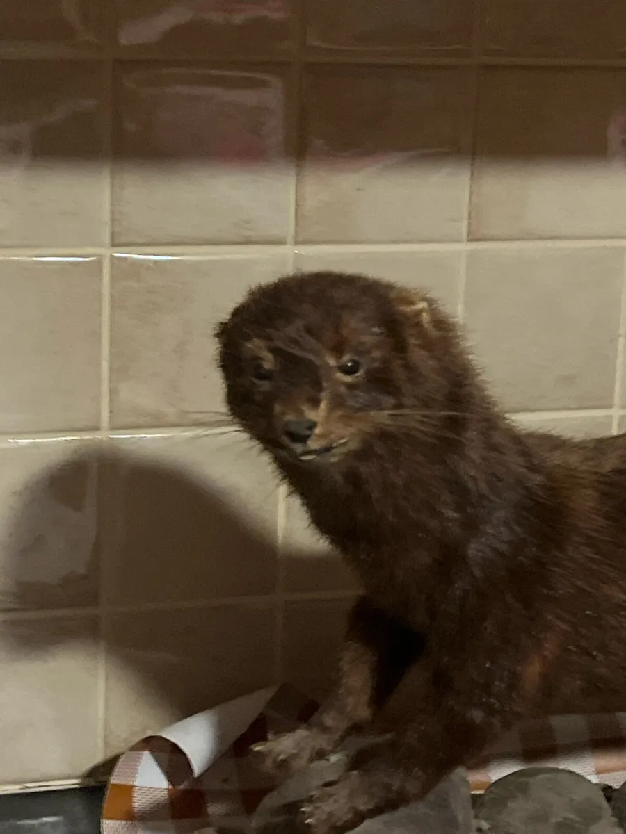 Stuffed american mink - Image 2