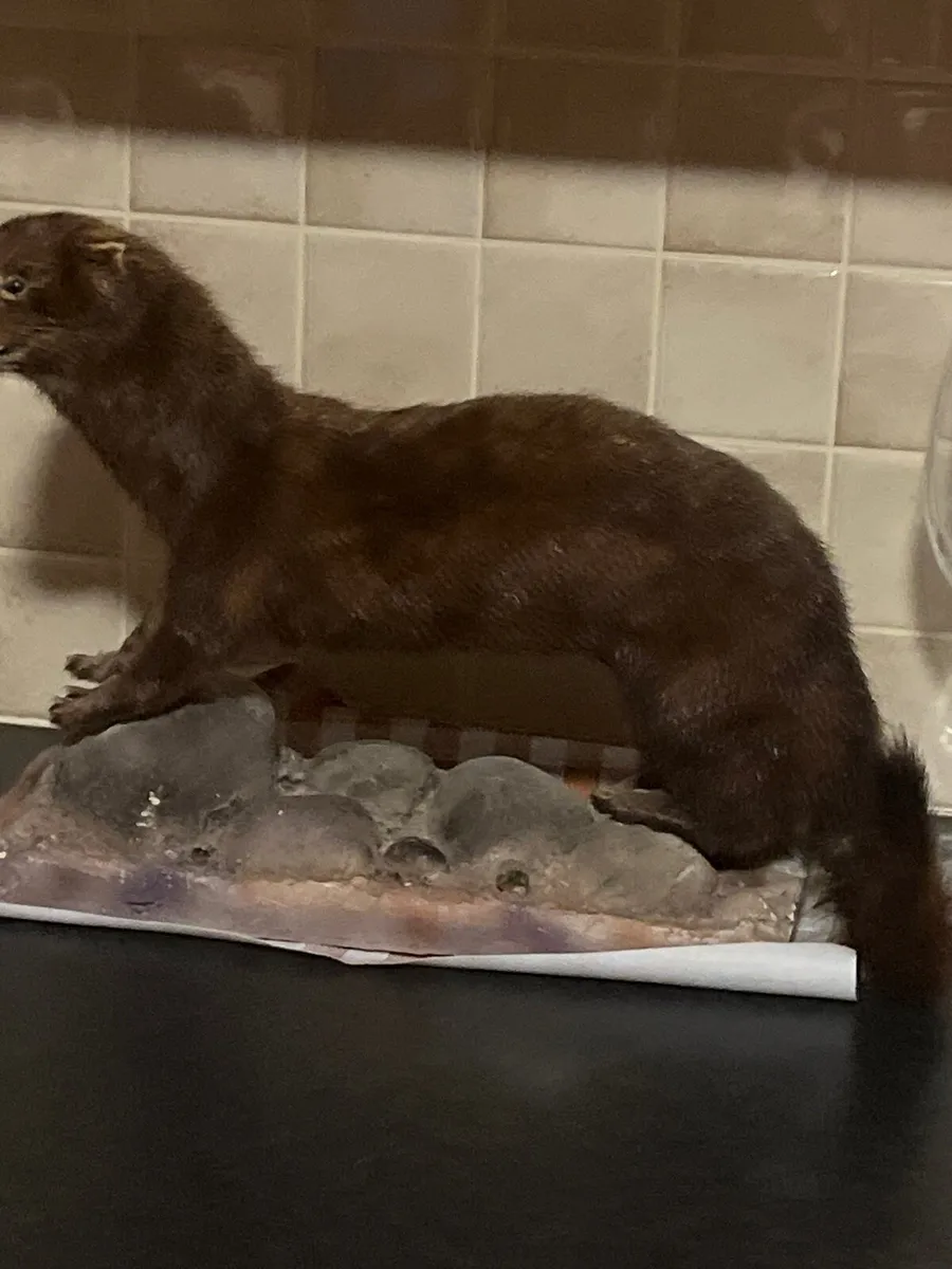 Stuffed american mink - Image 3