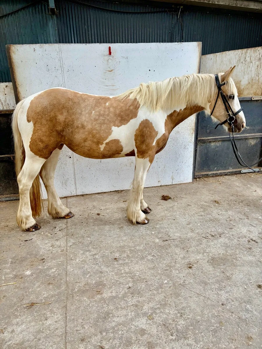 Stunning 14.2 cob - Image 1