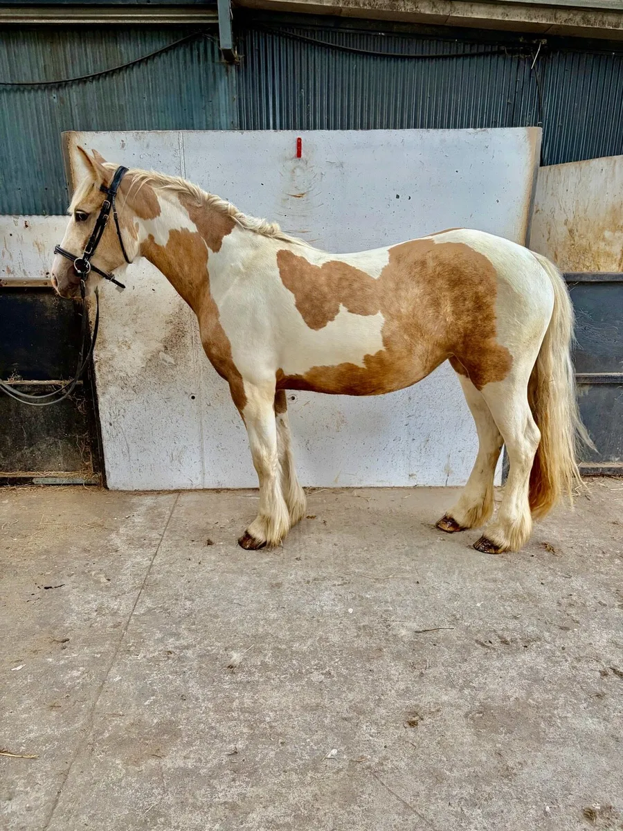 Stunning 14.2 cob - Image 3