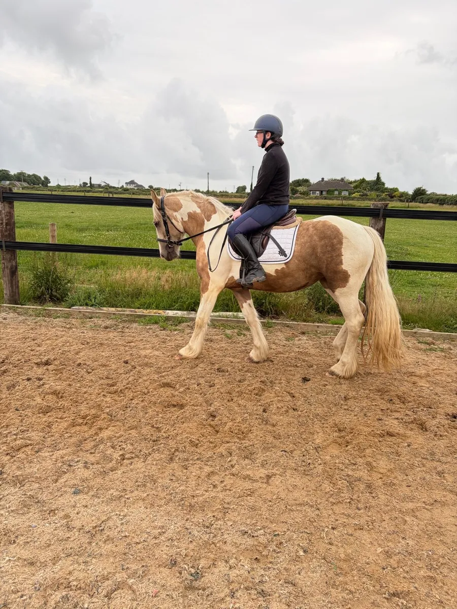 Stunning 14.2 cob - Image 4