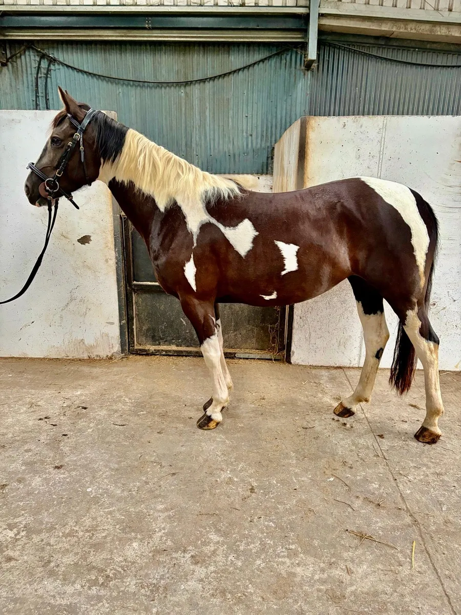 14.3 jumping pony - Image 1