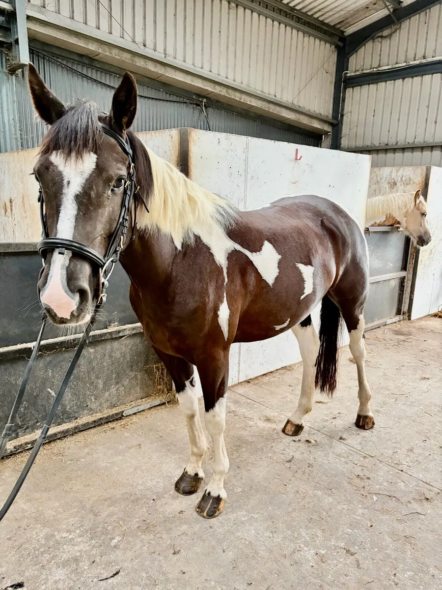14.3 jumping pony - Image 2
