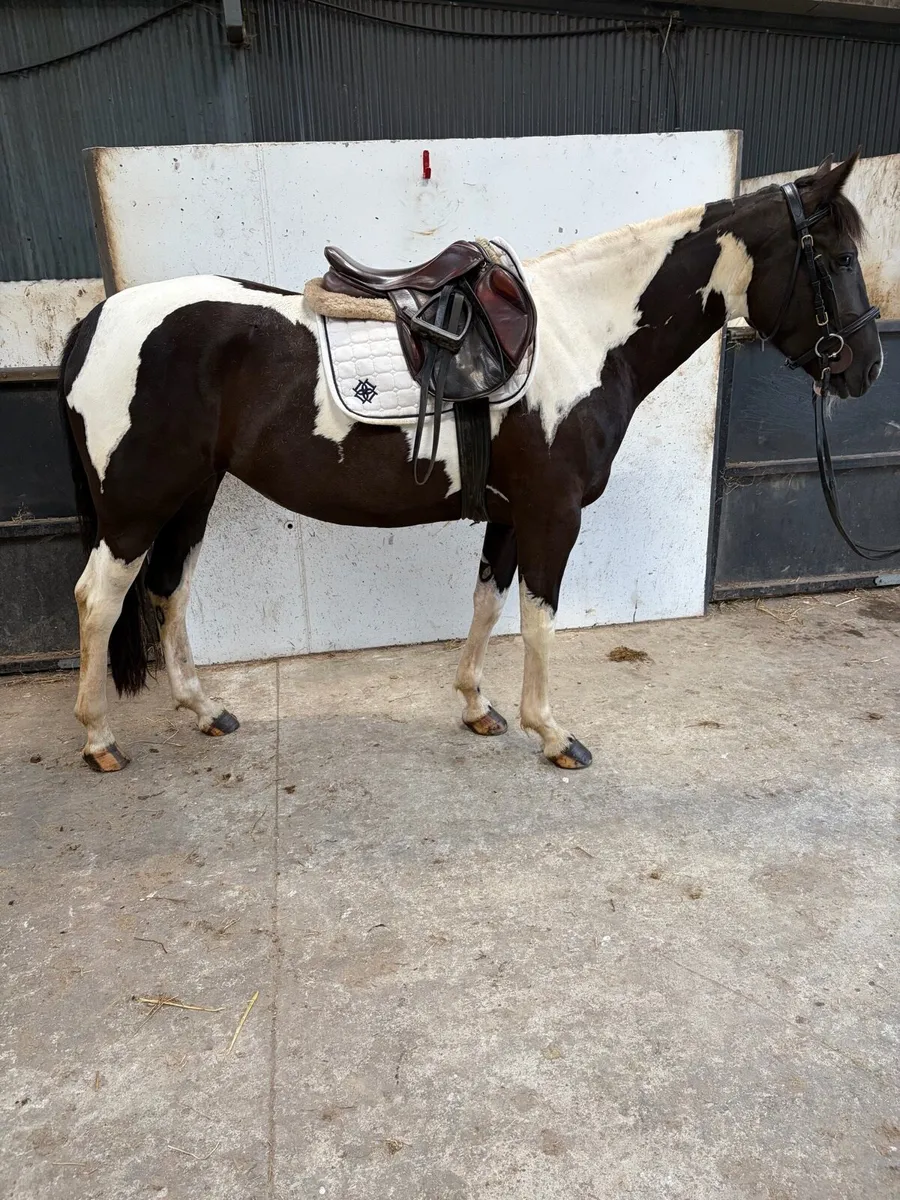 14.3 jumping pony - Image 4