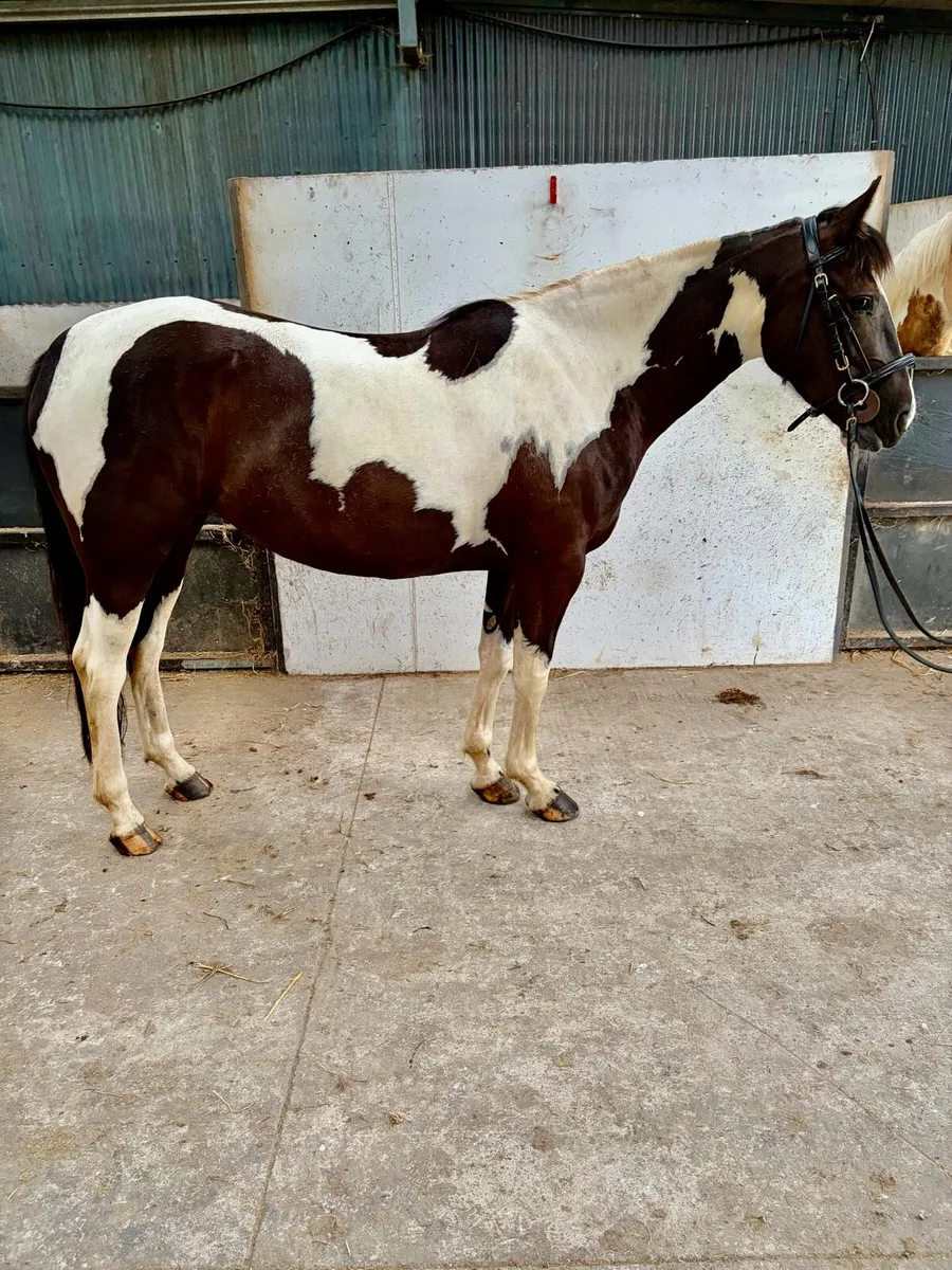 14.3 jumping pony - Image 3
