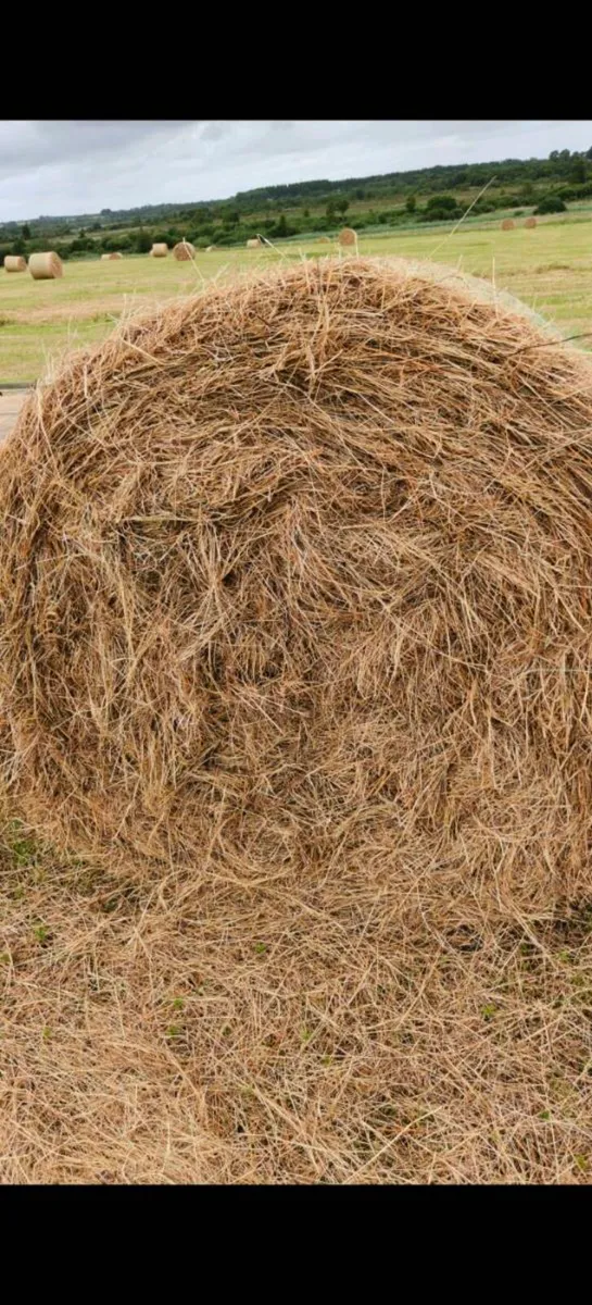 Cracking hay - Image 2