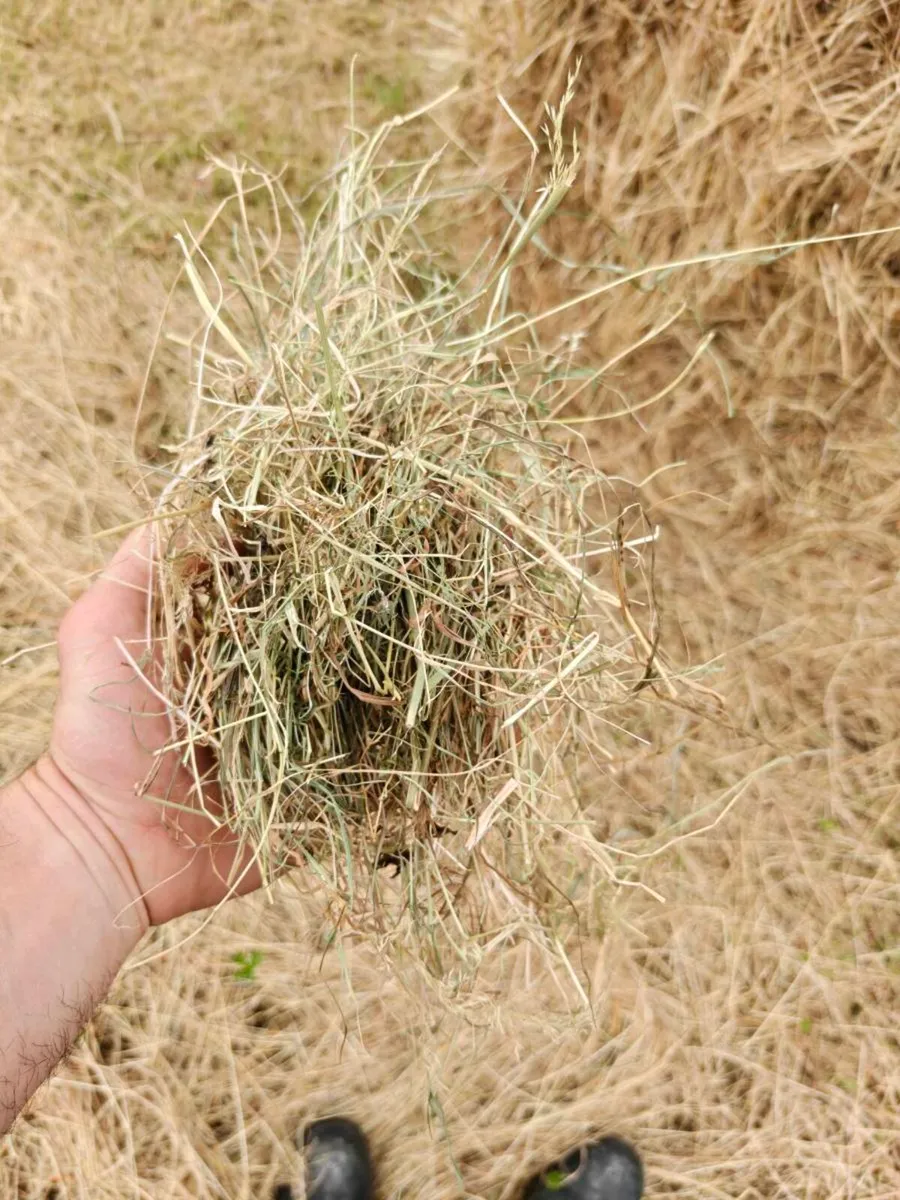 Cracking hay - Image 1